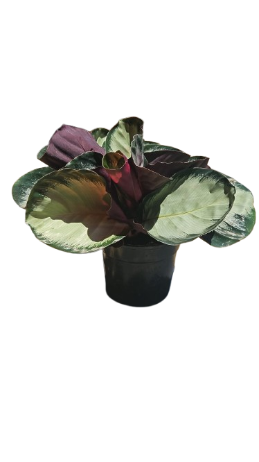 Calathea Crimson 14cm