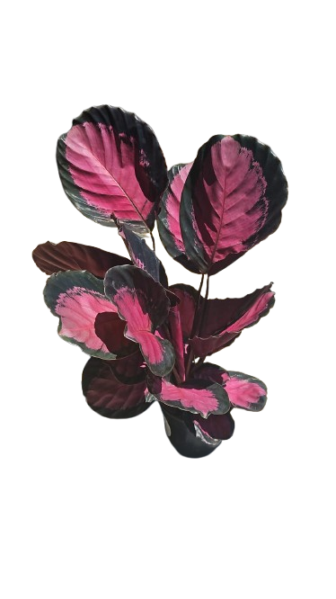 Calathea Misty Red 14cm