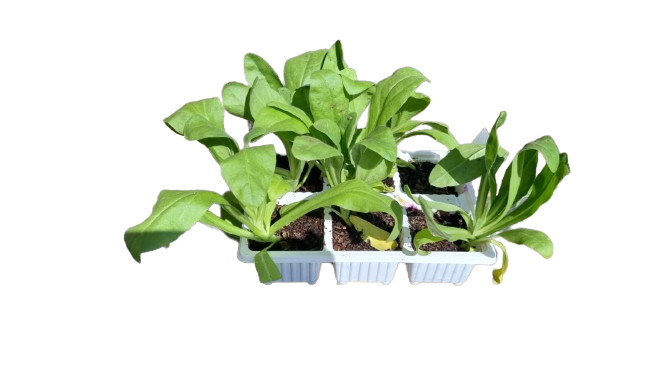 Calendula 6 Pack Seedling Tray (Various Colours)
