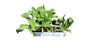 Calendula 6 Pack Seedling Tray (Various Colours)