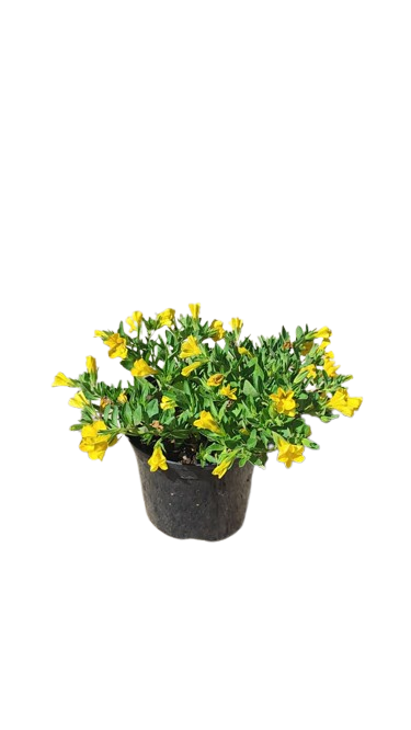 Calibrachoa Various 15cm