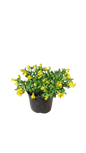 Calibrachoa Various 15cm