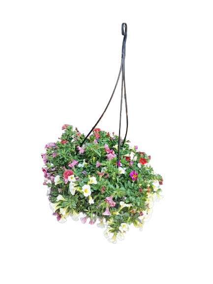 Calibrachoa "Colibri" Hanging Basket 20CM