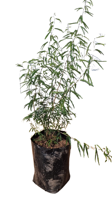 Calliandra Selloi 10L