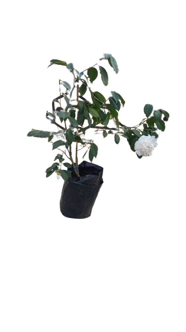 Camellia Japonica Various Colors - 10L