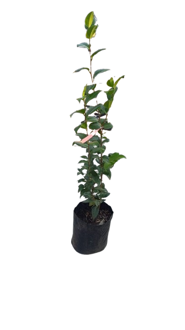 Camellia Japonica Various Colors - 10L