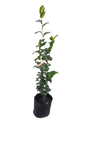Camellia Japonica Various Colors - 10L