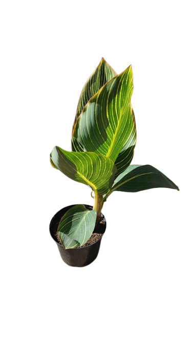 Cana Tiger Variegated 17cm