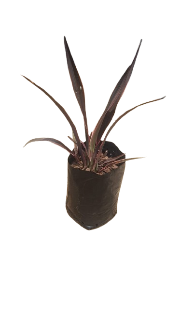 Phormium Candy Stripe (Pink Flax) - 10L