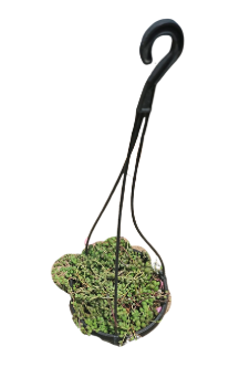 Scenecio Herreianus (String of Teardrops) H/B 16cm