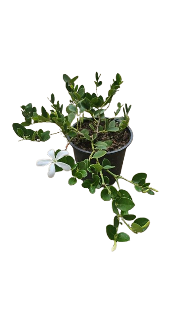 Carissa Green Carpet 15cm