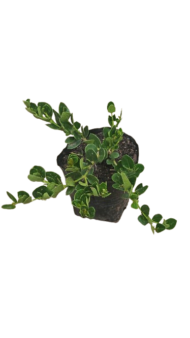 Carissa Green Carpet 3L