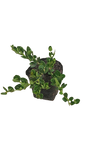 Carissa Green Carpet 3L