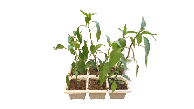 Cayenne Hot Pepper - 6 Pack Seedling Tray