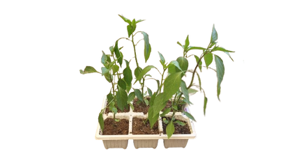 Cayenne Hot Pepper - 6 Pack Seedling Tray