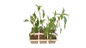 Cayenne Hot Pepper - 6 Pack Seedling Tray