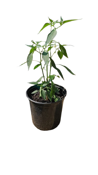 Capsicum Plant 15cm various