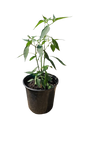 Capsicum Plant 15cm various