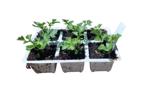 Celery Tall Utah - 6 Pack Seedling Tray