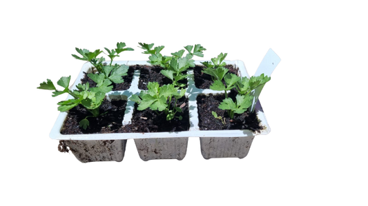 Celery Tall Utah - 6 Pack Seedling Tray