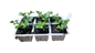 Celery Tall Utah - 6 Pack Seedling Tray