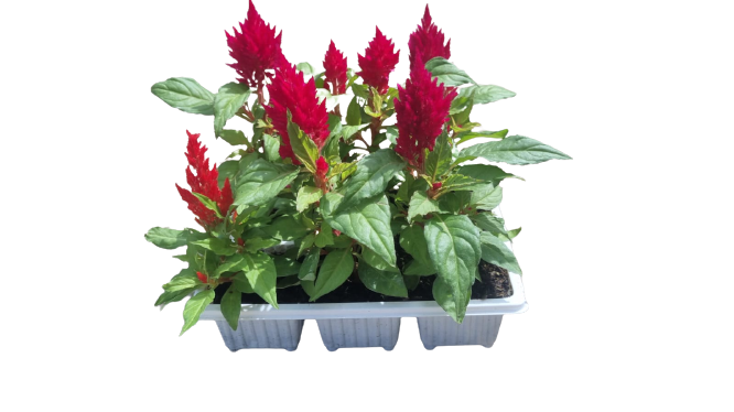 Celosia Mix - 6 pack seedling tray