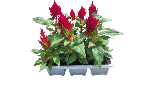 Celosia Mix - 6 pack seedling tray