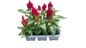 Celosia Mix - 6 pack seedling tray