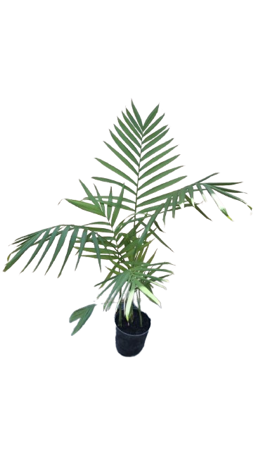 Chamaedorea Tepejilote 19cm