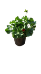 Pelargonium Assorted Pots 17cm