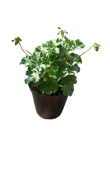 Pelargonium Assorted Pots 17cm