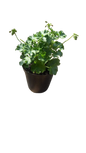Pelargonium Assorted Pots 17cm