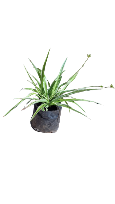 Chlorophytum Various
