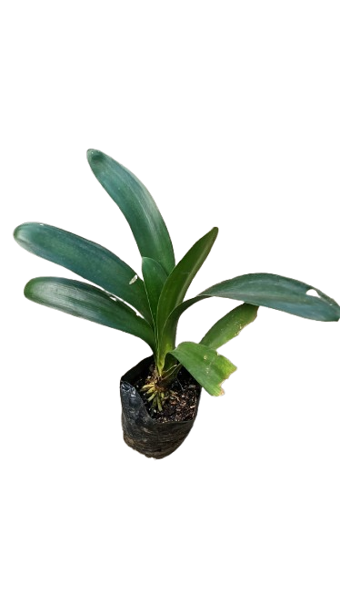 Clivia Orange' 4L