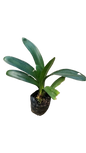 Clivia Orange' 4L