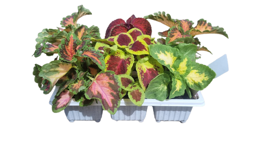 Coleus 6 Pack Seedling Tray