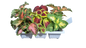 Coleus 6 Pack Seedling Tray
