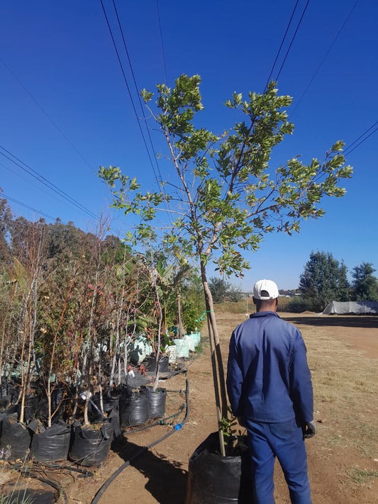 Combretum 'Riverbush Willow' 100L