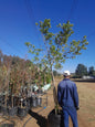 Combretum 'Riverbush Willow' 100L