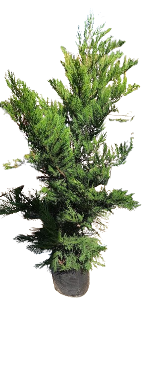 Conifer Leylandii Various