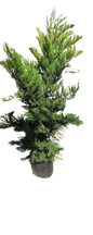 Conifer Leylandii Various