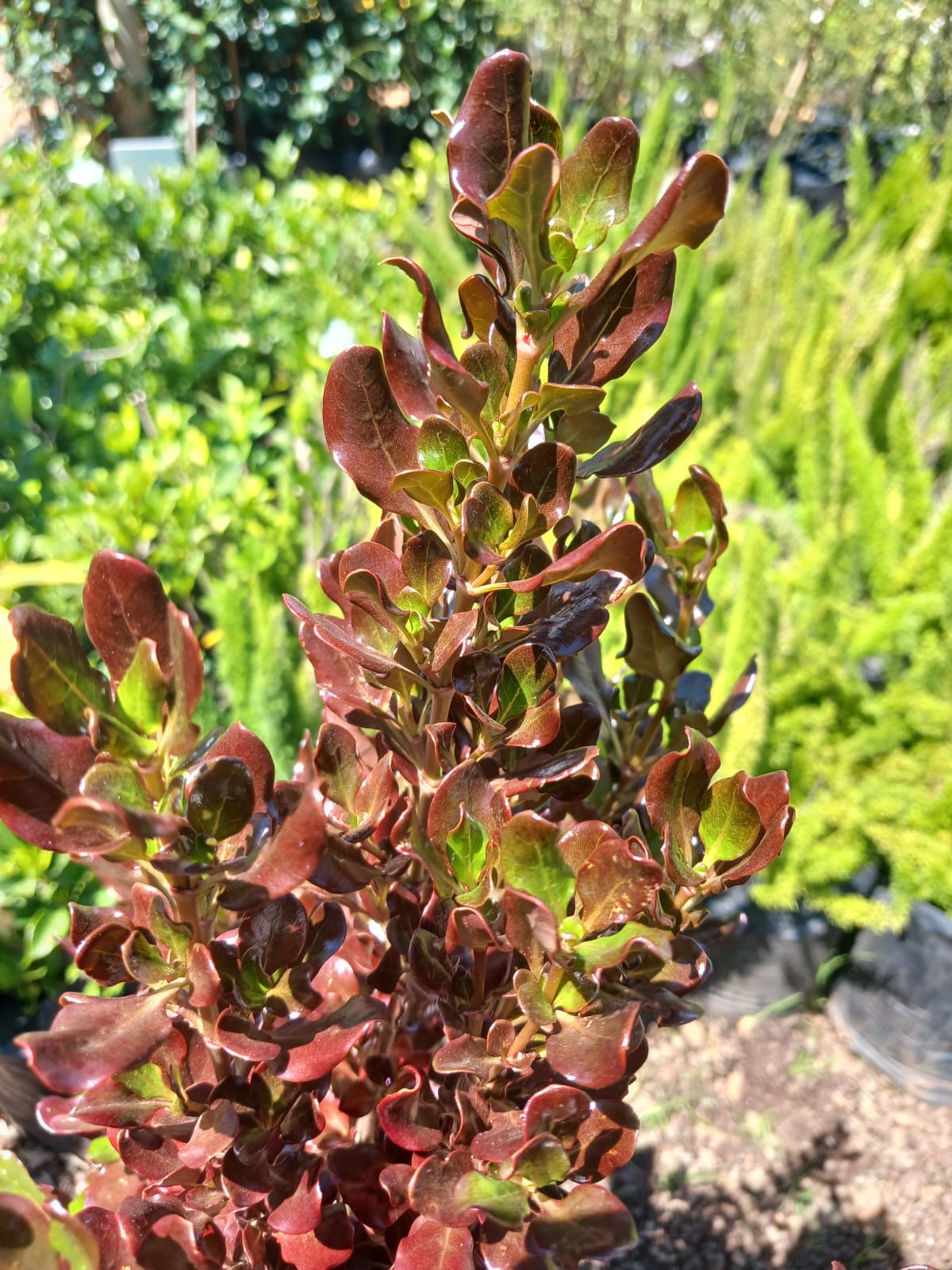 Coprosma Karo Red 10L