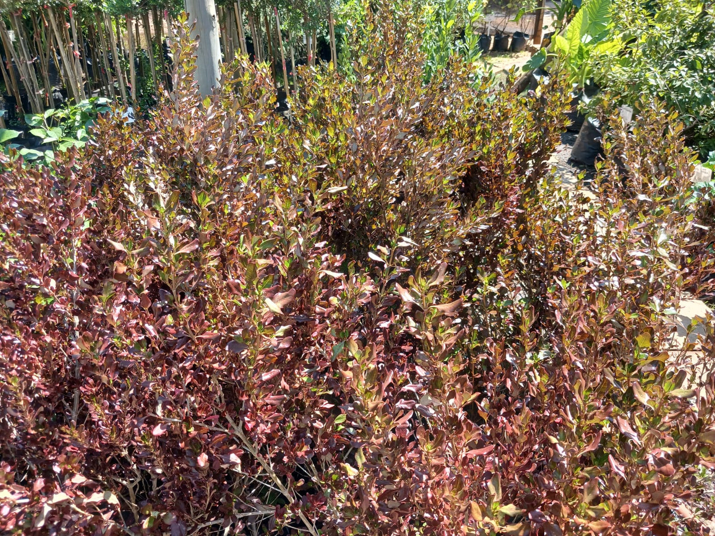 Coprosma Karo Red 10L
