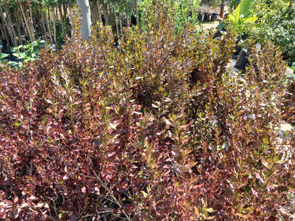 Coprosma Karo Red 10L