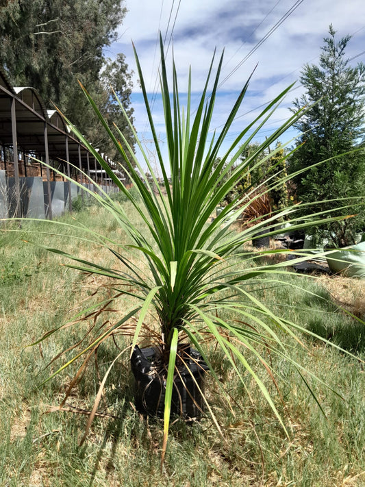 Cordyline Australis Green 20L
