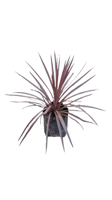Cordyline Australis- Red Sensation 10L