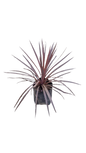 Cordyline Australis- Red Sensation 10L