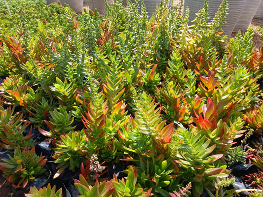 Crassula Campfire 1.5L