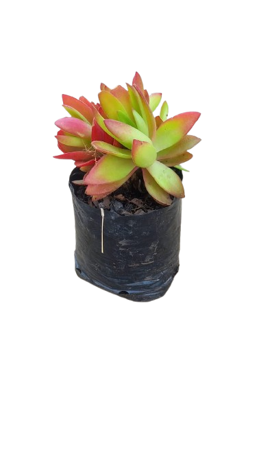 Crassula Capitella 'Campfire' 2L
