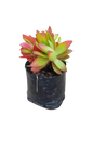 Crassula Capitella 'Campfire' 2L